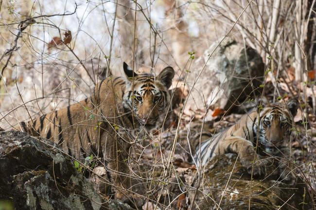 Louveteaux tigres du Bengale au parc national de Bandhavgarh, Inde — Photo de stock
