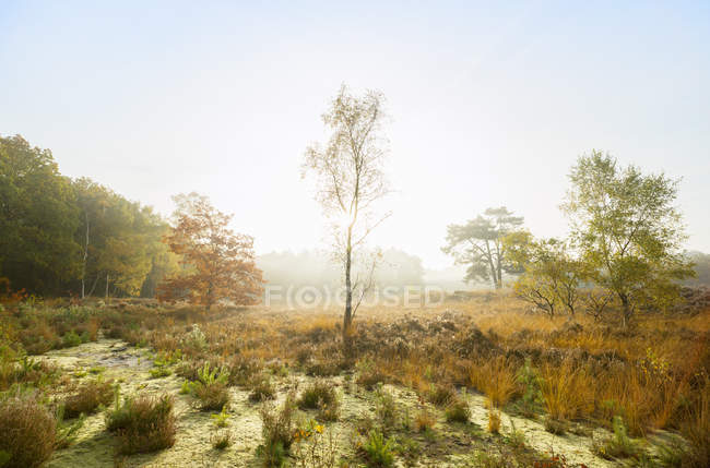 Réserve naturelle dans le sud de la Hollande, matin d'automne, Noord-Brabant, Pays-Bas — Photo de stock