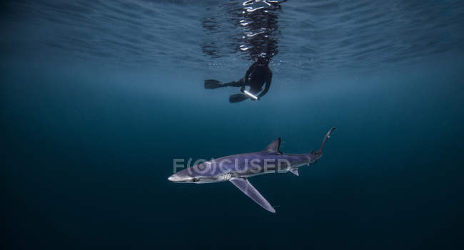 Vista submarina del buceador nadando por encima del tiburón, San Diego, California, EE.UU. - foto de stock