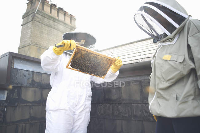 Apiculteur inspectant le cadre de ruche — Photo de stock