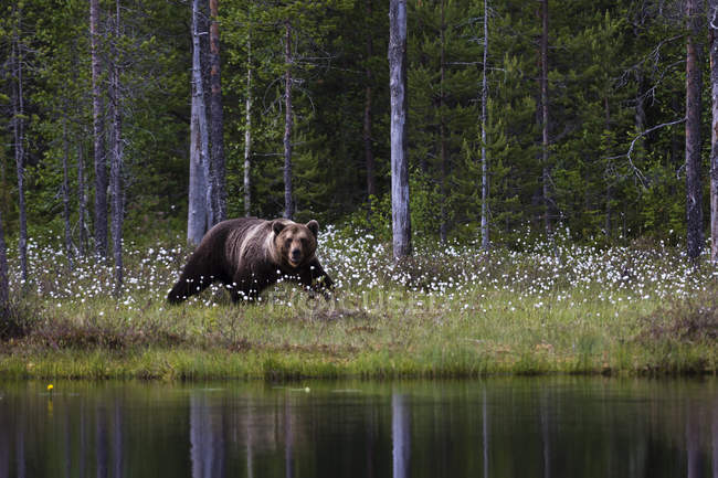 Orso bruno sulla riva del lago in fiore — Foto stock