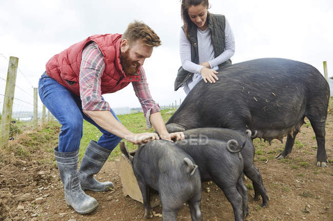 Couple on farm feeding pig and piglets — Stock Photo