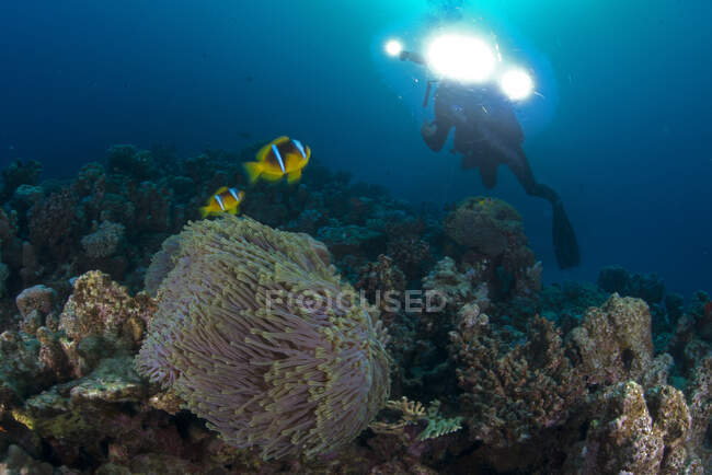 Subacqueo di Clownfish (amphiprion bicinctus), Marsa Alam, Egitto — Foto stock