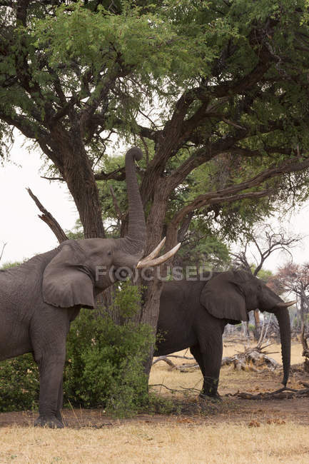 Elefantes alimentándose de follaje arbóreo, concesión Khwai, delta del Okavango, Botswana - foto de stock
