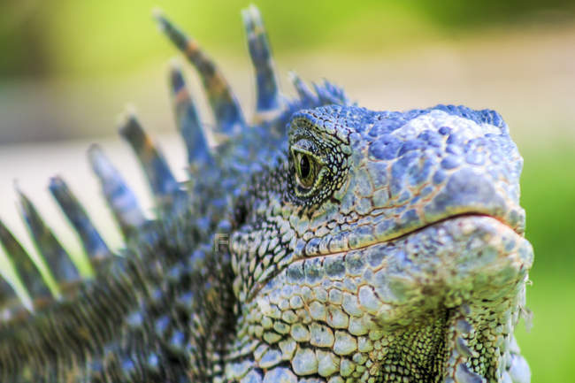 Close up de iguana verde macho com espinhos e dewlap, Parque de las Iguanas, Guayaquil, Equador — Fotografia de Stock