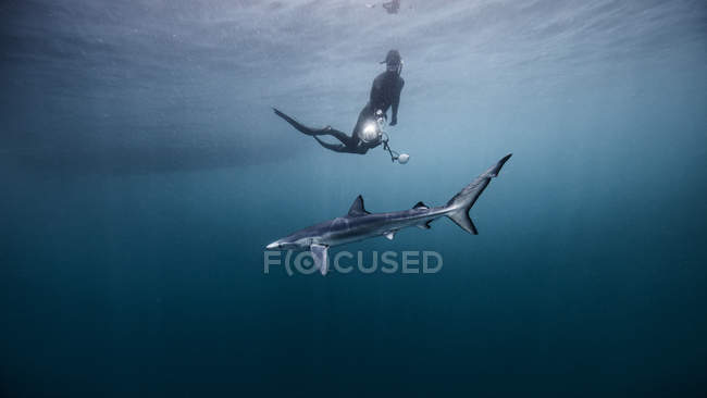 Vista submarina del buceador nadando por encima del tiburón, San Diego, California, EE.UU. - foto de stock