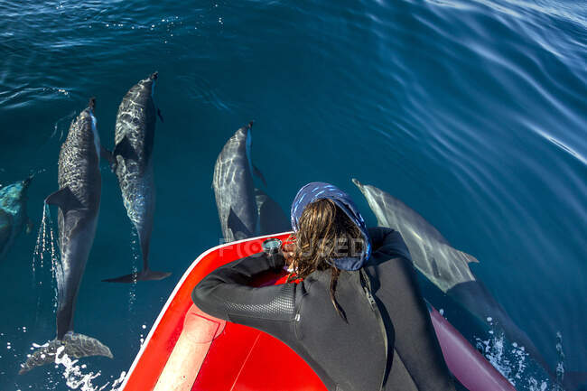 Buzo viendo vaina de Delfines Pantropicales violando el aire, Port St. Johns, Sudáfrica - foto de stock
