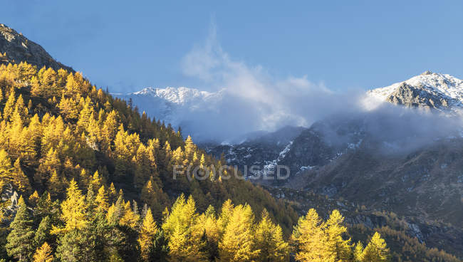 Bosco di larice nelle Alpi svizzere, Simply Pass, Vallese, Svizzera — Foto stock