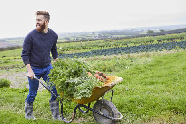 Hombre en granja empujando carretilla de zanahorias - foto de stock