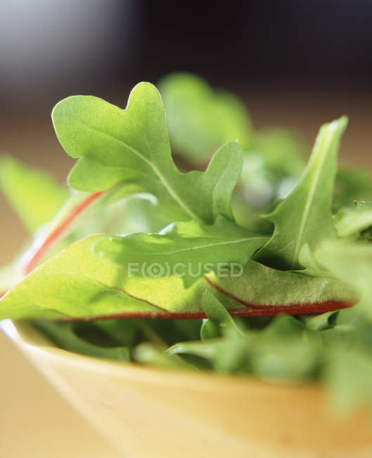 Plan rapproché de feuilles de salade mélangées dans un bol — Photo de stock