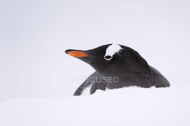 Primer plano del pingüino Gentoo, Isla Petermann, Antártida - foto de stock