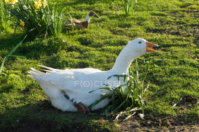 Oie de ferme assise dans l'herbe — Photo de stock