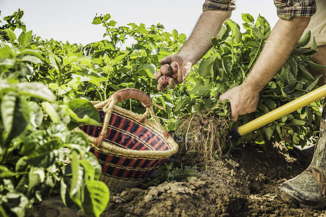 Vista ritagliata dell'uomo che raccoglie verdure fresche dall'orto — Foto stock