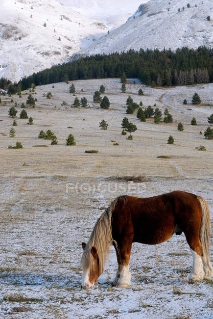 Cavalo pastando no campo coberto de neve com vista para as montanhas — Fotografia de Stock