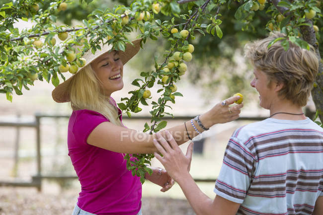 Young couple eating plum from tree on organic farm — Stock Photo
