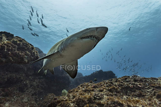 Esfarrapada dente ou areia tigre tubarão no Recife com peixes no fundo — Fotografia de Stock