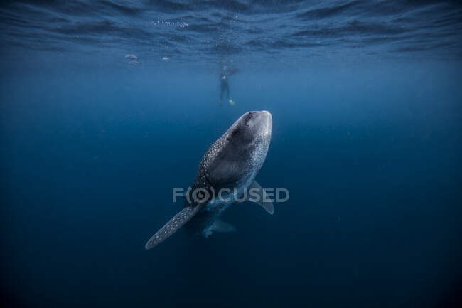 Mergulhador nadando com tubarão-baleia, vista subaquática, Cancún, México — Fotografia de Stock
