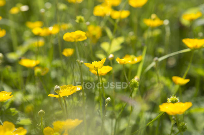 Крупним планом жовті масляниці, що квітуть на полі — стокове фото