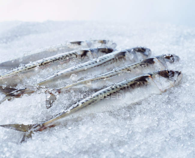Pescado crudo de caballa entero sobre hielo picado - foto de stock