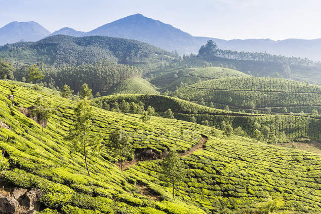 Vue panoramique de la plantation de thé, Kerala, Inde — Photo de stock
