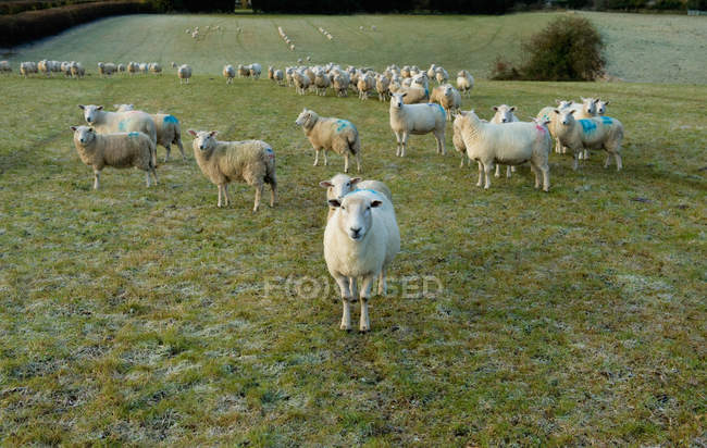 Portrait of curious sheep on field hillside — Stock Photo