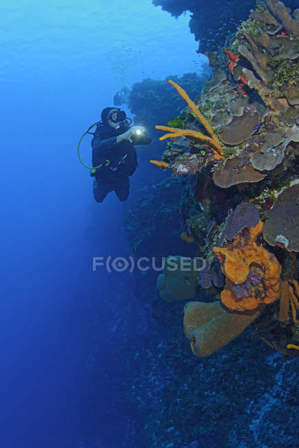 Diver exploring Palancar reef, Cozumel, Mexico — стокове фото