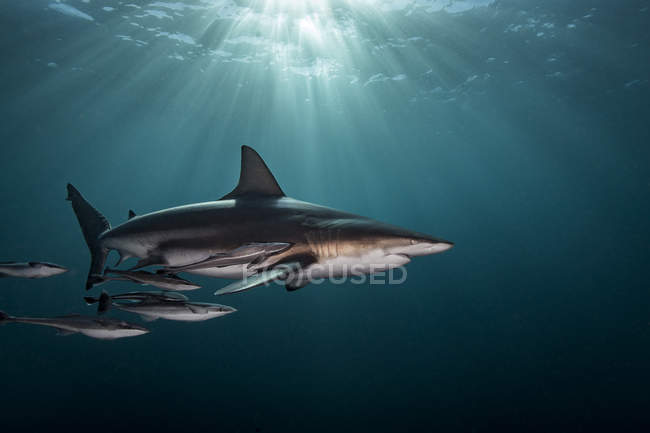 Aceanic blacktip shark swimming with small fish — стоковое фото