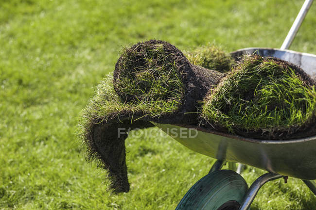 Sun lighted turf rolls in garden wheelbarrow — Stock Photo