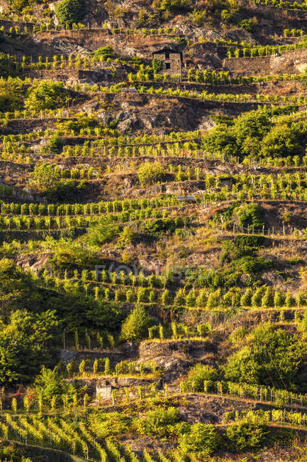 Вид на виноградники на схилі пагорба — стокове фото