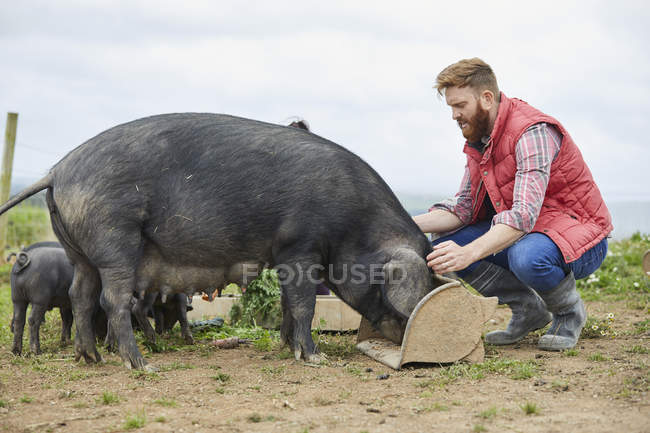 Mann auf Bauernhof füttert Schweine und Ferkel — Stockfoto