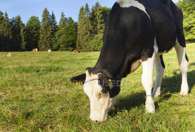 Cow grazing on field in sunlight — Stock Photo
