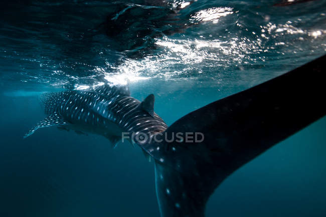 Китовая акула плавает под водой — стоковое фото