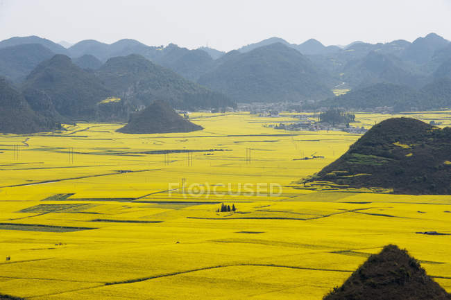 Поля между горами и желтыми цветами — стоковое фото