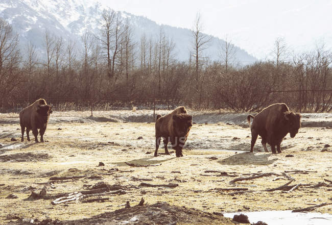 Bison grazing in field Girdwood, Anchorage, Alaska — Stock Photo