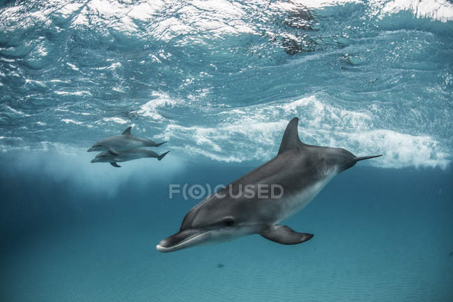 Атлантичні плямисті дельфіни, які плавають під водою — стокове фото