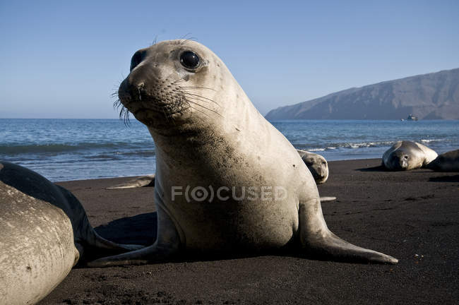 Северный тюлень на пляже при солнечном свете — стоковое фото