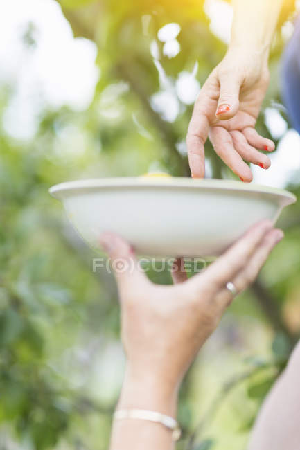 Imagen recortada de madre dando plato a hija recogiendo frutas en huerto - foto de stock