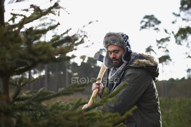 Young man chopping Christmas tree in forest — Stock Photo