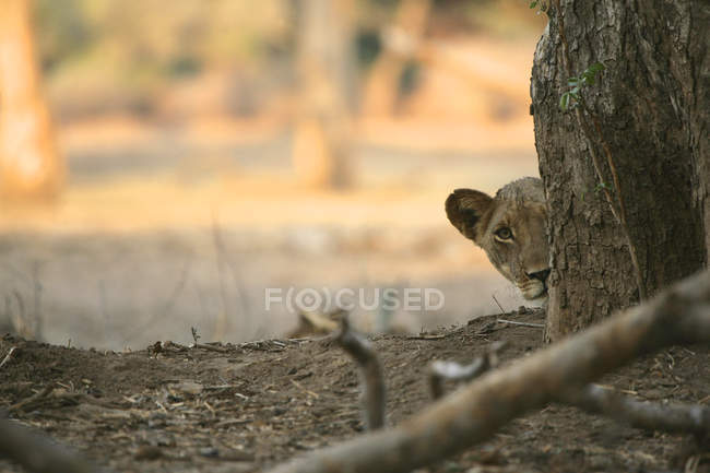 Filhote de leão espreitando por trás do tronco da árvore, Parque Nacional de Mana Pools, Zimbábue — Fotografia de Stock