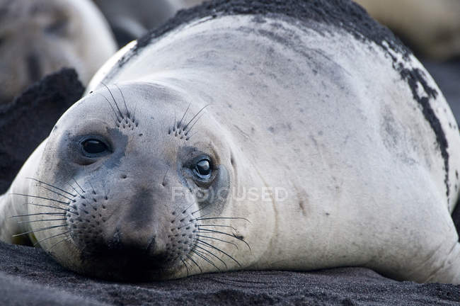 Northern elephant seal lying on black sand — Stock Photo