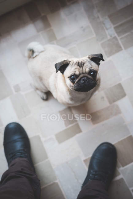 Pug dog looking up at camera with male feet — Stock Photo
