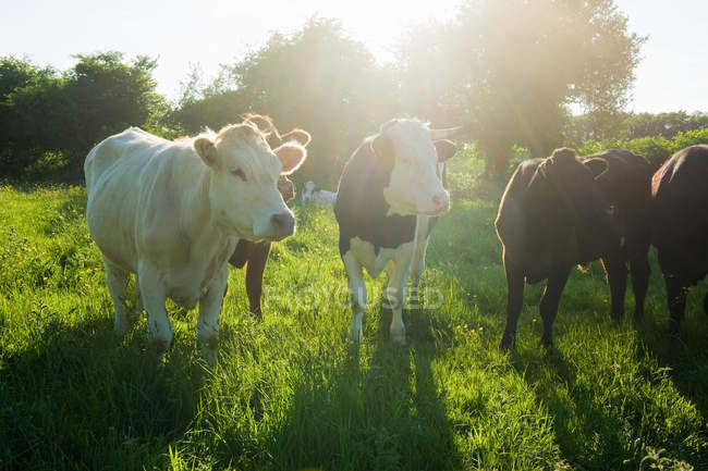 Ritratto di un piccolo gruppo di mucche in un campo erboso illuminato dal sole — Foto stock