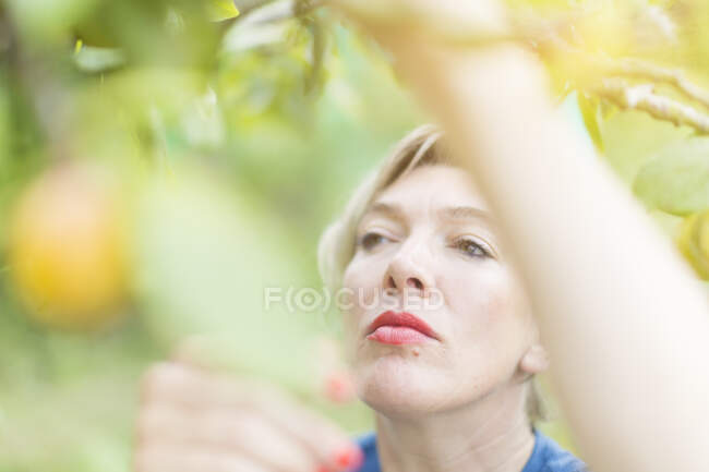 Close up of mature woman reaching to pick plums in orchard — Stock Photo