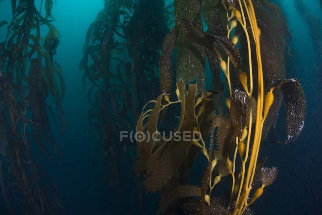 Close up underwater view of Kelp seed pods — Stock Photo