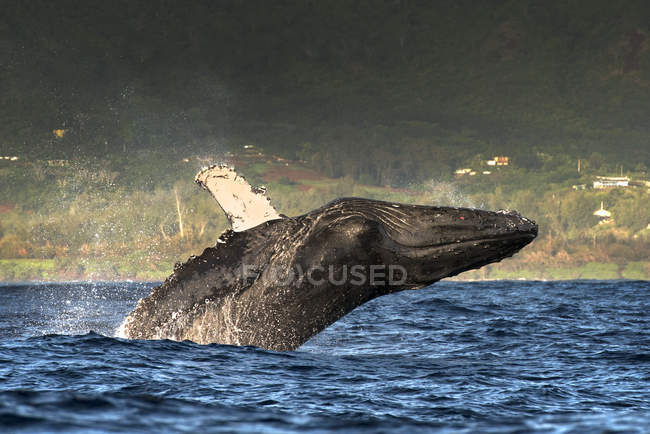 Горбатий кит вистрибує з води на сонячному світлі — стокове фото