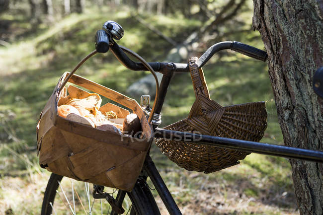 Bicicleta com cogumelos forrageiros iluminados pelo sol na cesta — Fotografia de Stock