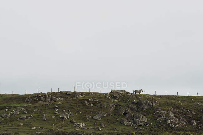 Caballo de pie en la colina, Isla de Lewis, Costa Oeste, Escocia - foto de stock