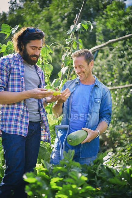Two men comparing marrow and cucumber on allotment — Stock Photo