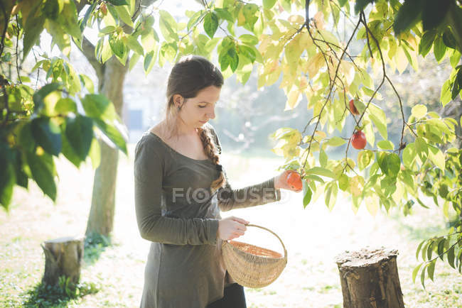 Young woman picking apple from tree — Stock Photo