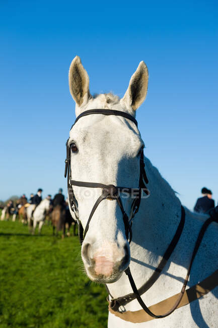 Horse, hunting in background — Stock Photo